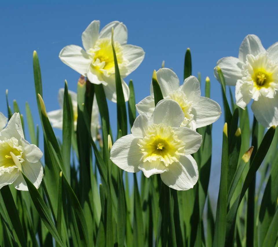 Обои макро, весна, нарциссы, macro, spring, daffodils разрешение 2232x1506 Загрузить