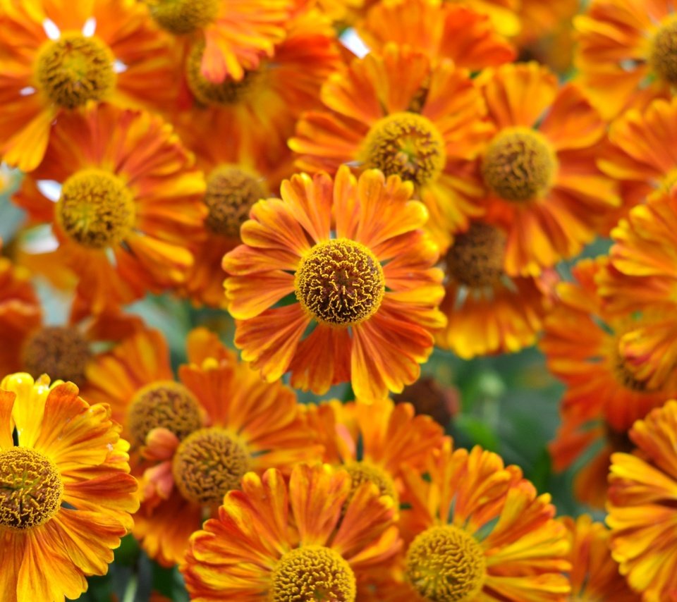 Обои цветы, макро, оранжевые, гелениум, flowers, macro, orange, gelenium разрешение 2400x1594 Загрузить