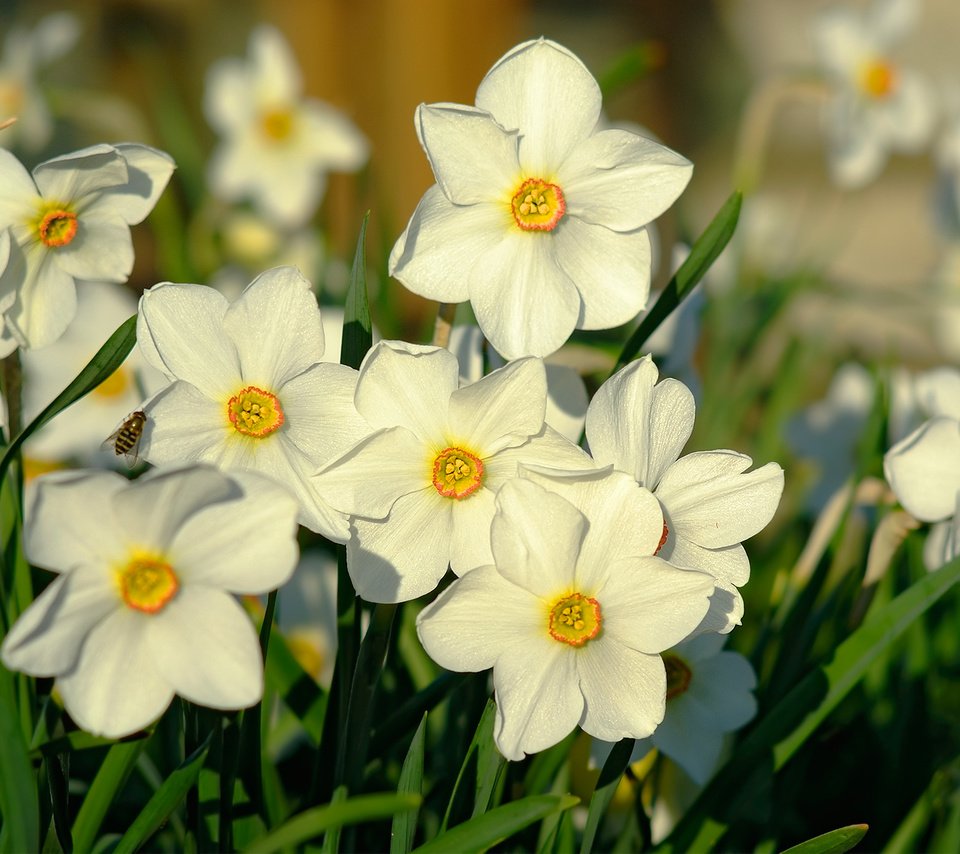 Обои свет, макро, весна, нарциссы, пчела, light, macro, spring, daffodils, bee разрешение 2000x1338 Загрузить