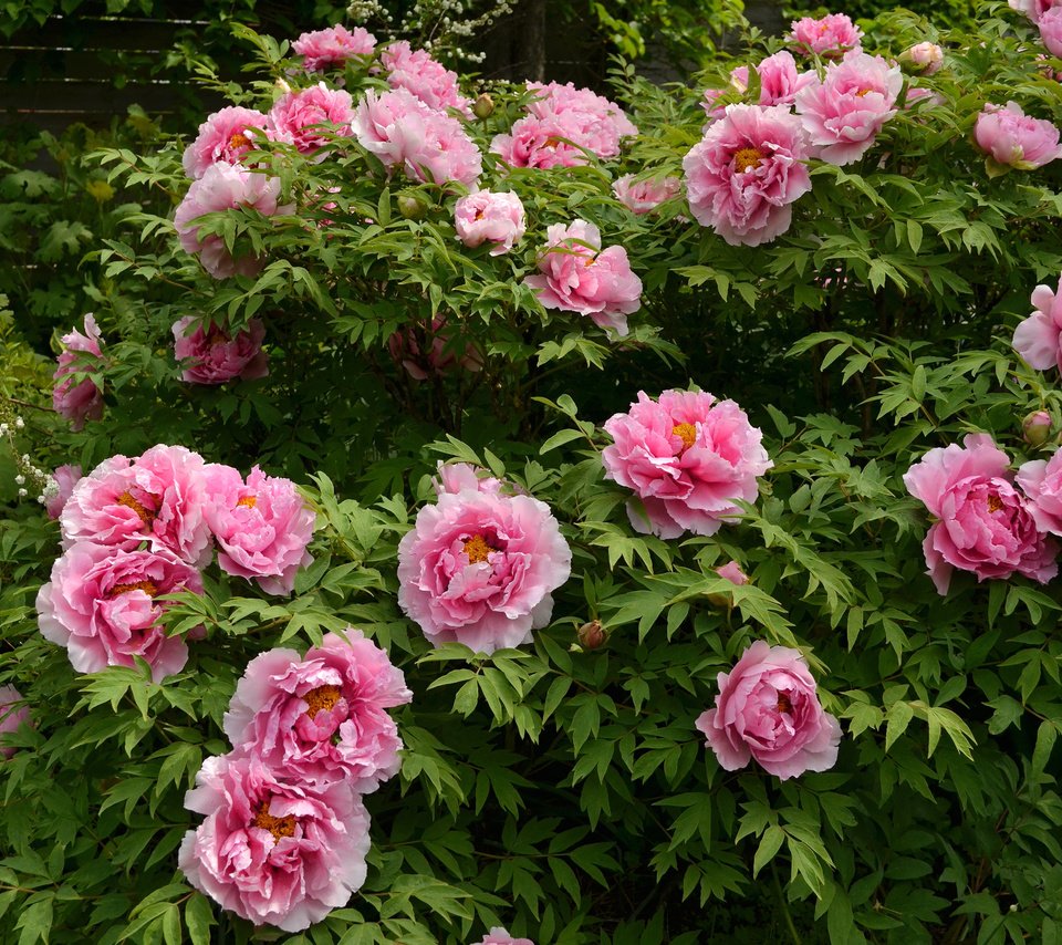 Обои розовый, куст, пионы, pink, bush, peonies разрешение 2400x1590 Загрузить