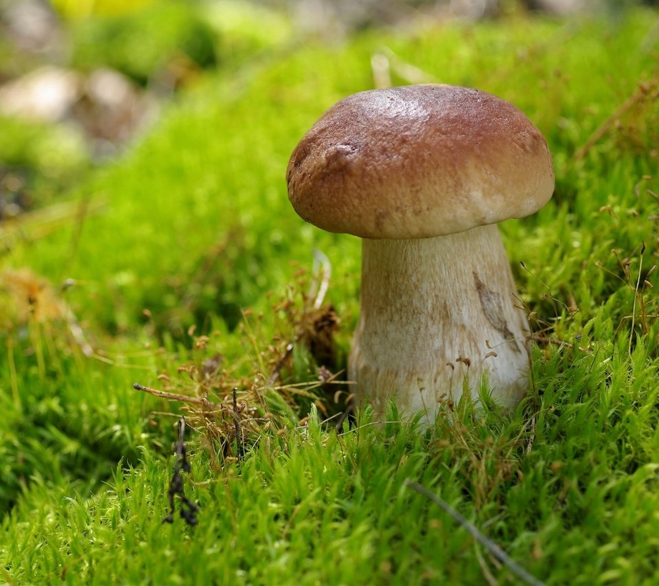 Обои гриб, мох, белый гриб, mushroom, moss, white mushroom разрешение 2000x1330 Загрузить