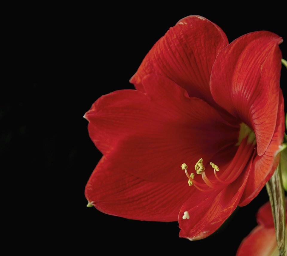 Обои макро, цветок, красный, черный фон, гиппеаструм, macro, flower, red, black background, there разрешение 2048x1403 Загрузить