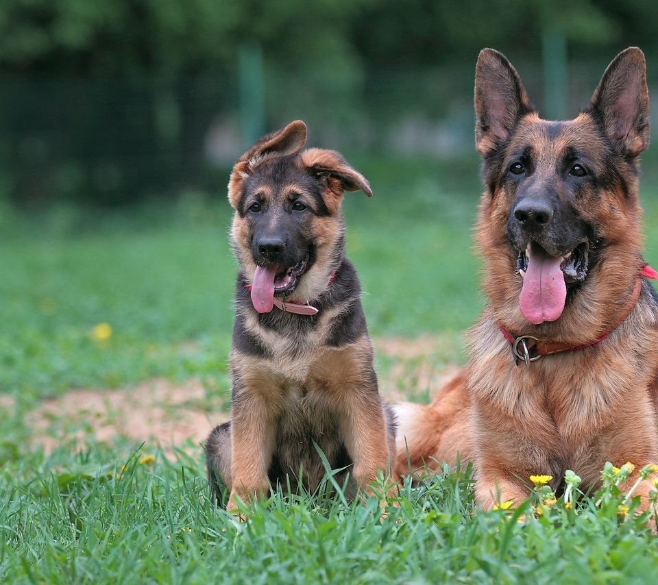 Обои щенок, мама, немецкая овчарка, овчарки, puppy, mom, german shepherd, shepherd разрешение 1920x1280 Загрузить