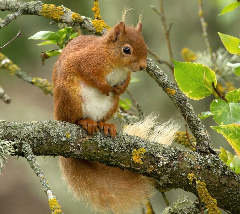 Обои листья, ветки, рыжая, белка, зверек, белочка, leaves, branches, red, protein, animal, squirrel разрешение 2048x1416 Загрузить