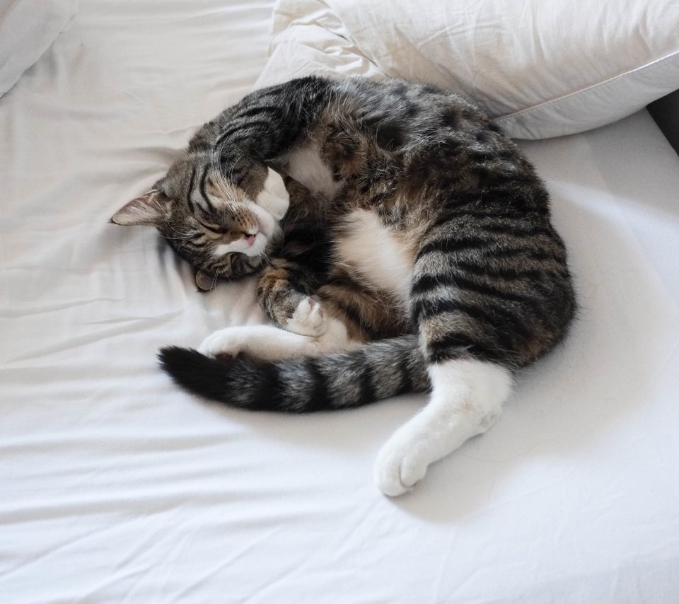 Обои кот, кошка, спит, кровать, хвост, cat, sleeping, bed, tail разрешение 4896x3264 Загрузить