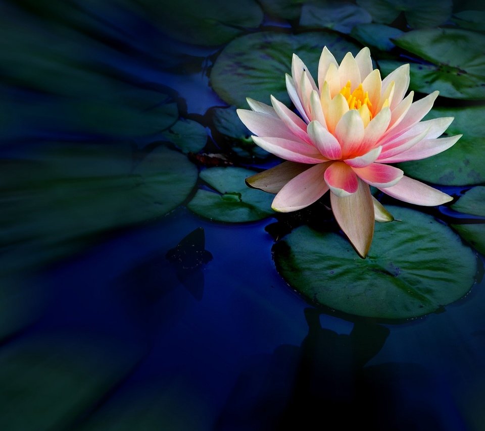 Обои вода, лилия, лотос, водяная, нимфея, water, lily, lotus, nymphaeum разрешение 2048x1253 Загрузить