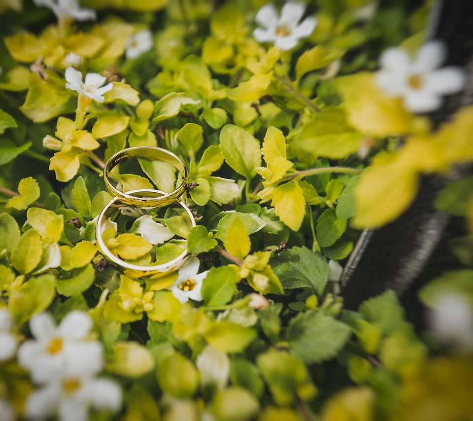 Обои цветы, листья, кольца, белые лепестки, flowers, leaves, ring, white petals разрешение 4787x3191 Загрузить