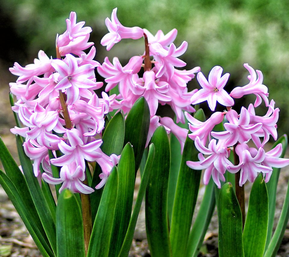 Обои весна, розовый, гиацинт, spring, pink, hyacinth разрешение 2048x1518 Загрузить