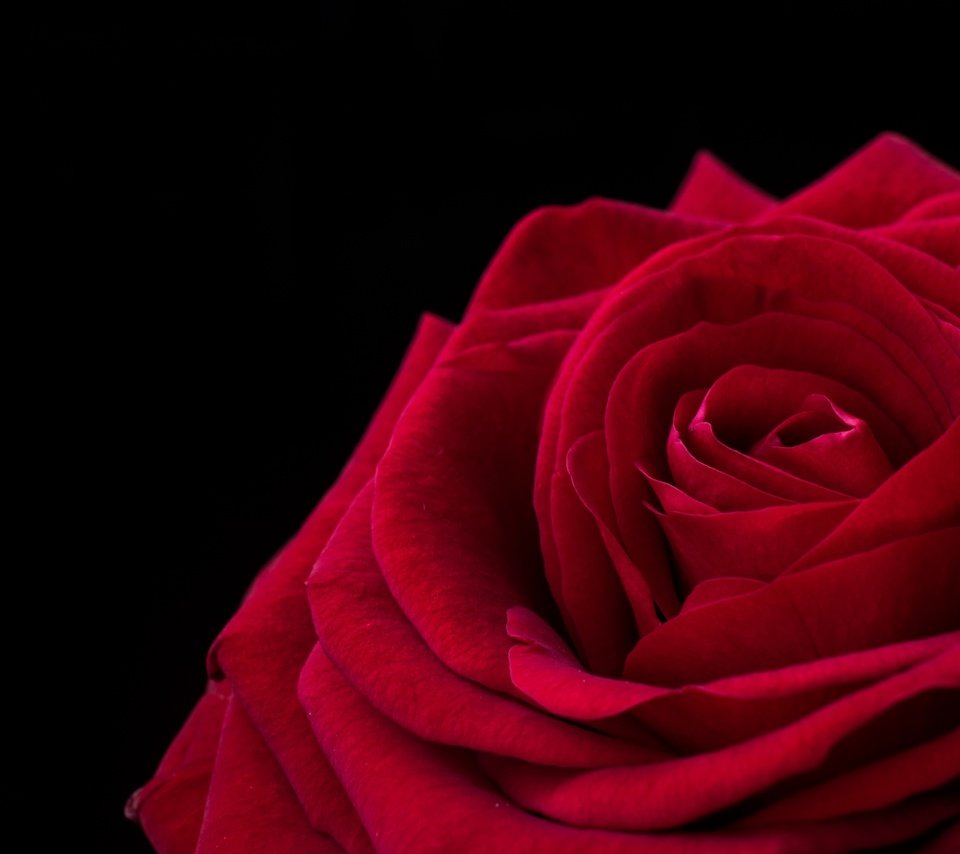 Обои макро, роза, лепестки, macro, rose, petals разрешение 2800x1790 Загрузить