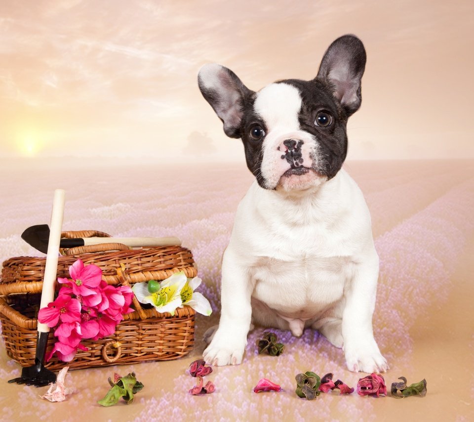 Обои цветы, щенок, французский бульдог, flowers, puppy, french bulldog разрешение 3100x2005 Загрузить
