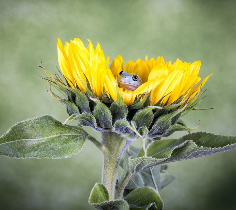 Обои цветок, подсолнух, лягушка, flower, sunflower, frog разрешение 2048x1329 Загрузить