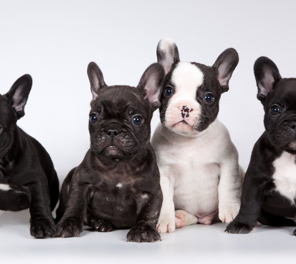 Обои щенки, французский бульдог, милые, puppies, french bulldog, cute разрешение 3200x1905 Загрузить