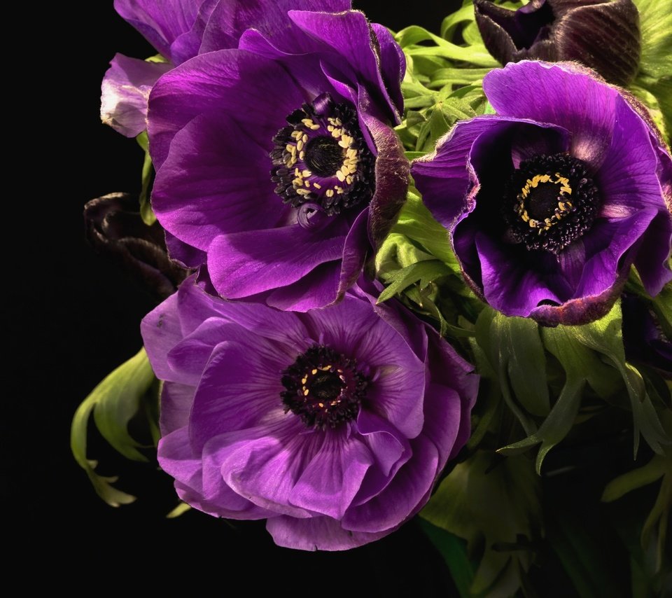Обои цветы, листья, макро, лепестки, черный фон, лиловый, анемоны, flowers, leaves, macro, petals, black background, purple, anemones разрешение 3000x1920 Загрузить