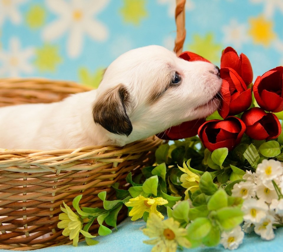 Обои цветы, щенок, корзина, малыш, flowers, puppy, basket, baby разрешение 1920x1307 Загрузить