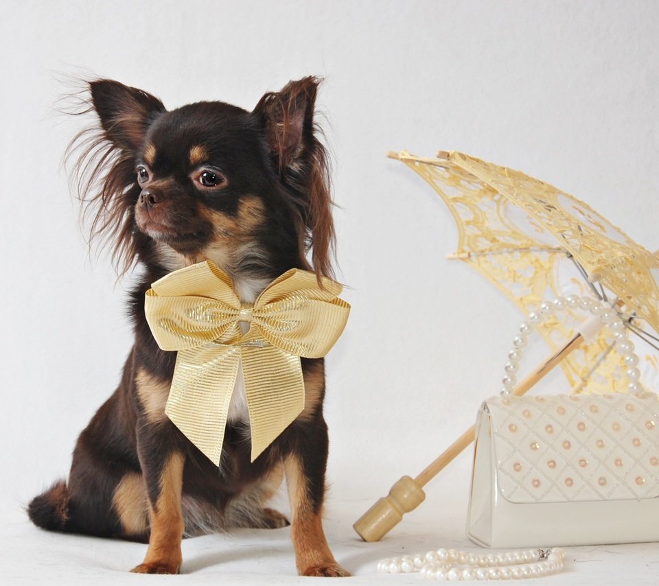 Обои мордочка, взгляд, сумочка, зонтик, собачка, чихуахуа, muzzle, look, handbag, umbrella, dog, chihuahua разрешение 2000x1255 Загрузить