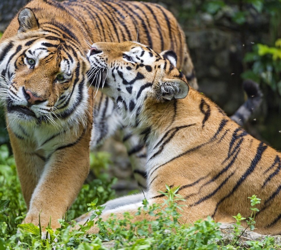 Обои тигр, пара, чувства, tiger, pair, feelings разрешение 3000x1997 Загрузить