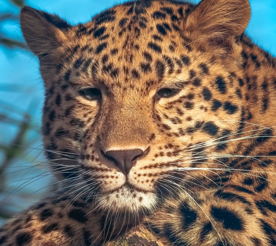 Обои портрет, леопард, пятна, portrait, leopard, spot разрешение 2048x1152 Загрузить