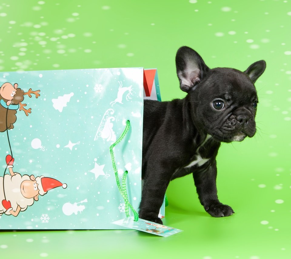 Обои щенок, малыш, пакет, французский бульдог, puppy, baby, package, french bulldog разрешение 3000x1946 Загрузить