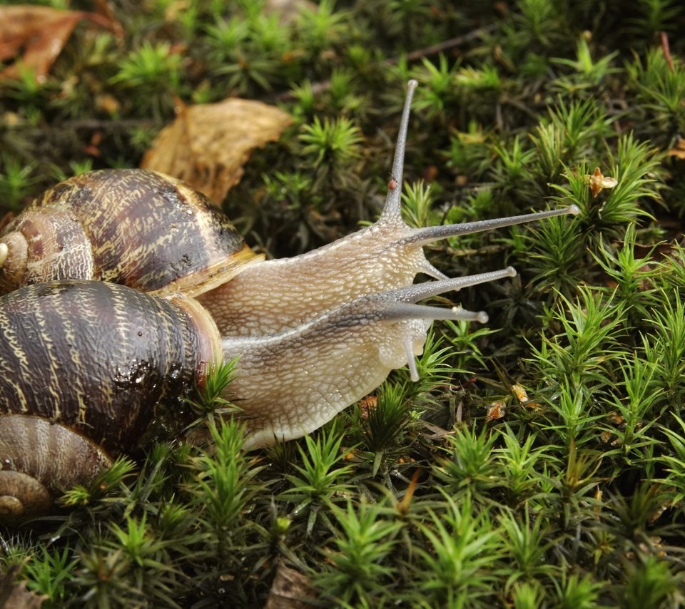 Обои растения, мох, пара, улитка, улитки, рожки, раковина, plants, moss, pair, snail, snails, horns, sink разрешение 2048x1365 Загрузить