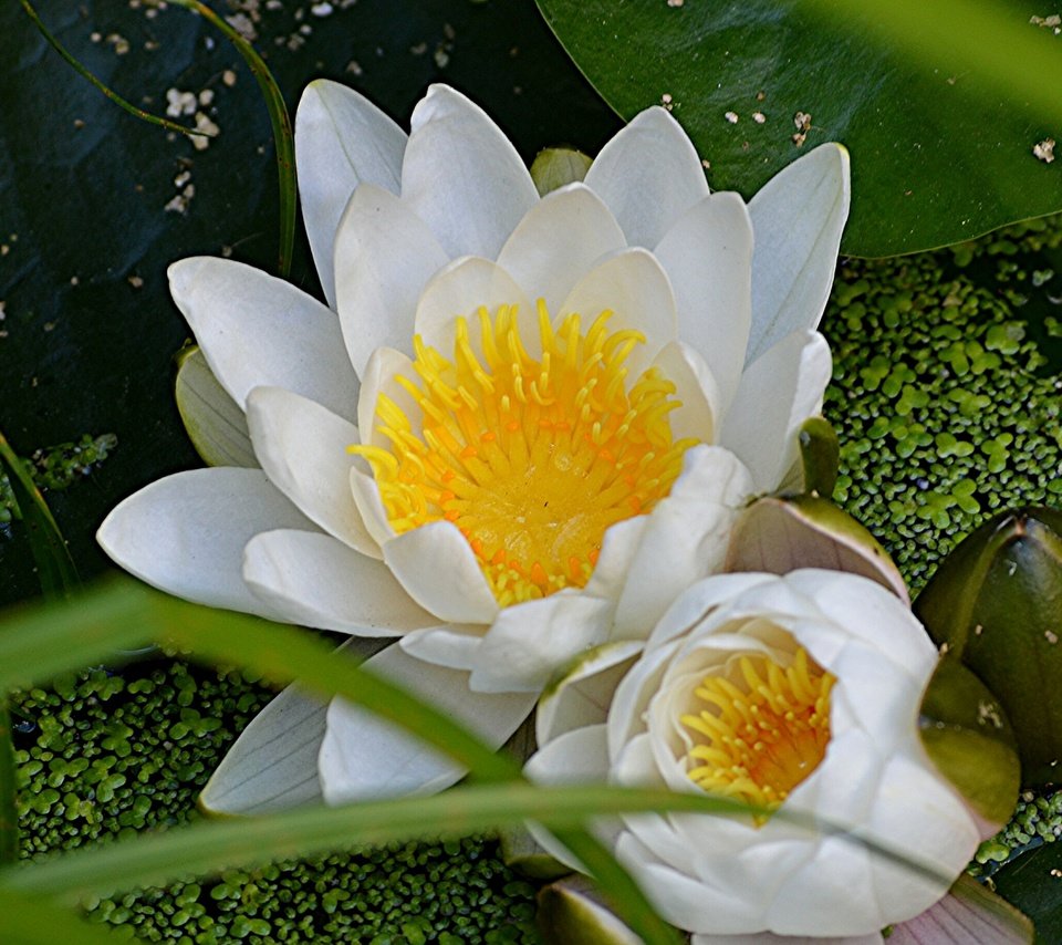 Обои цветы, макро, лилия, кувшинка, нимфея, водяная лилия, flowers, macro, lily, nymphaeum, water lily разрешение 2048x1362 Загрузить