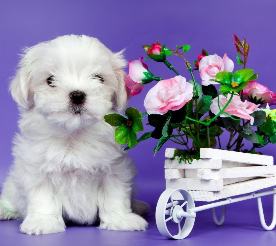 Обои цветы, щенок, милый, flowers, puppy, cute разрешение 2200x1475 Загрузить
