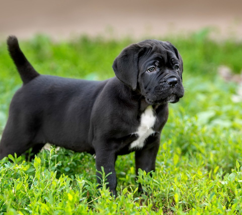 Обои трава, щенок, порода, кане-корсо, grass, puppy, breed, cane corso разрешение 3000x1881 Загрузить