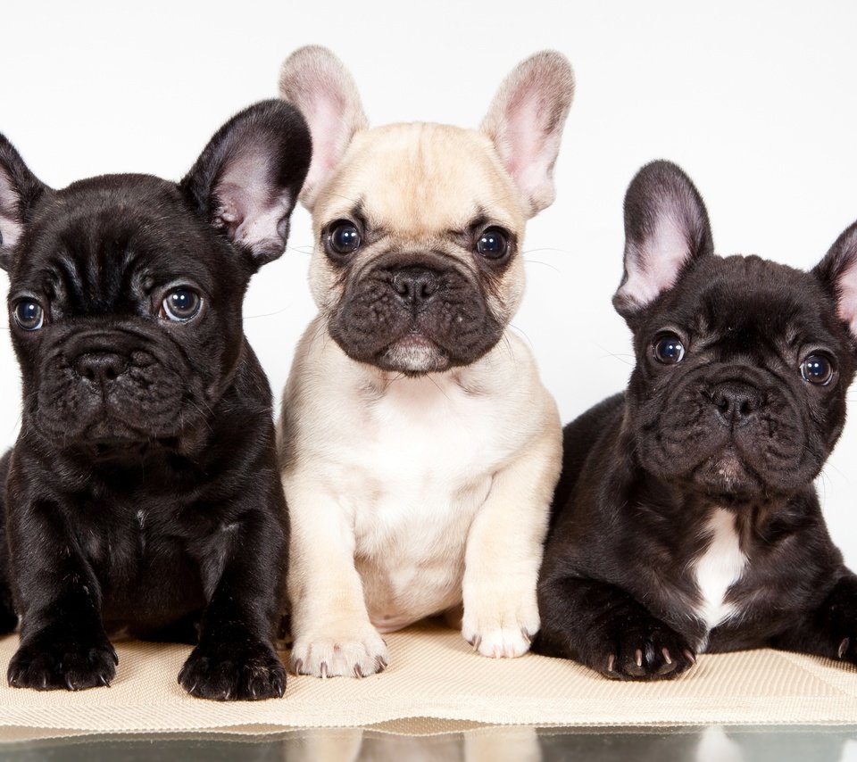 Обои щенки, трио, французский бульдог, puppies, trio, french bulldog разрешение 2400x1475 Загрузить