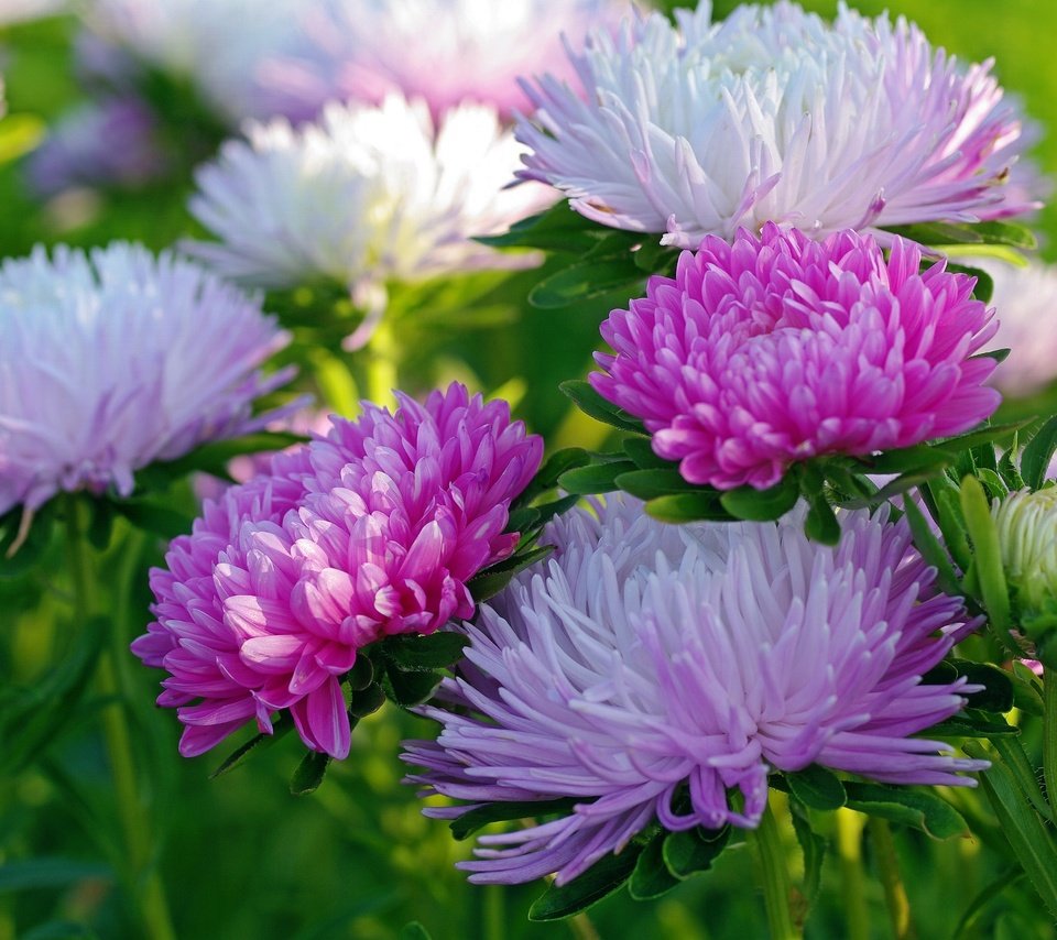 Обои макро, осень, астры, macro, autumn, asters разрешение 2232x1484 Загрузить