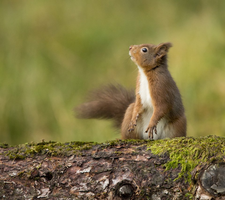 Обои рыжая, мох, белка, любопытство, зверек, хвост, red, moss, protein, curiosity, animal, tail разрешение 2048x1420 Загрузить