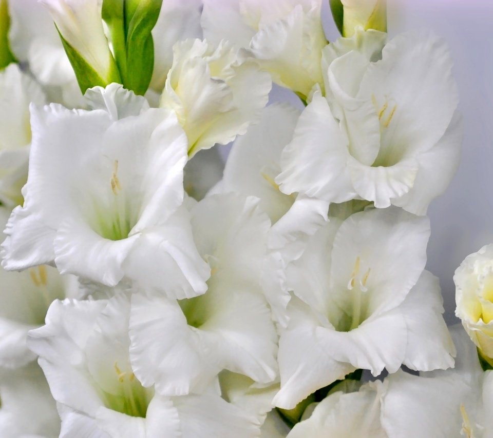 Обои макро, белый, гладиолус, macro, white, gladiolus разрешение 1920x1187 Загрузить