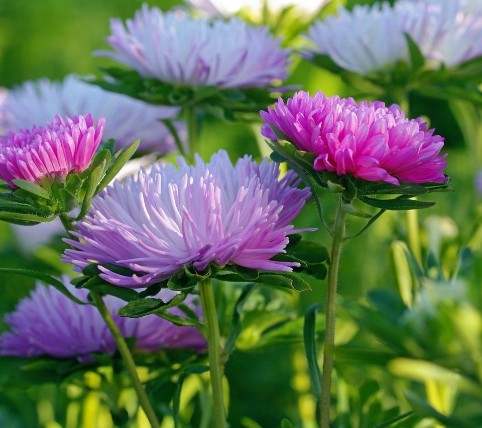 Обои макро, розовые, белые, сиреневые, астры, macro, pink, white, lilac, asters разрешение 2232x1484 Загрузить