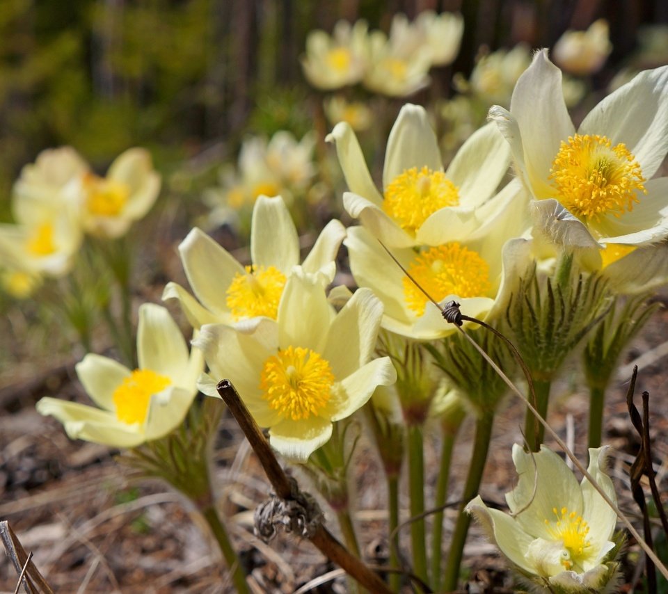 Обои цветы, макро, весна, анемон, flowers, macro, spring, anemone разрешение 2400x1607 Загрузить