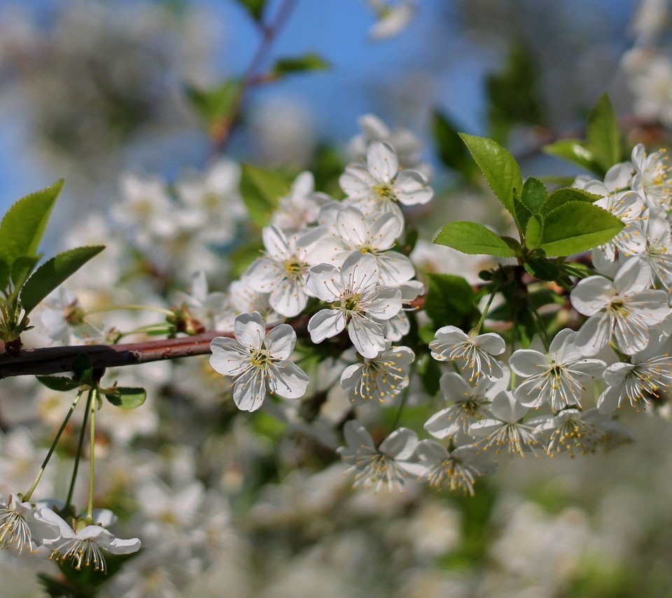 Обои ветка, дерево, цветение, макро, весна, вишня, branch, tree, flowering, macro, spring, cherry разрешение 2400x1598 Загрузить