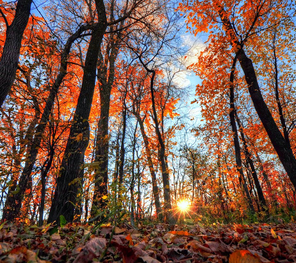 Обои небо, деревья, солнце, лес, листья, лучи, осень, the sky, trees, the sun, forest, leaves, rays, autumn разрешение 2048x1360 Загрузить