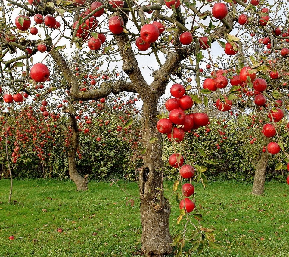 Обои яблоки, осень, сад, яблони, apples, autumn, garden, apple разрешение 2560x1600 Загрузить