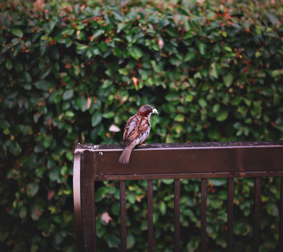 Обои листья, птица, воробей, скамейка, перья, leaves, bird, sparrow, bench, feathers разрешение 2074x1382 Загрузить