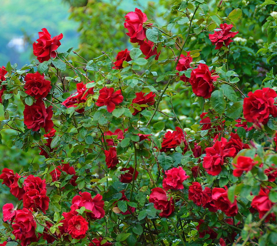 Обои цветы, природа, кусты, розы, роза, красные, краcный, на природе,  цветы, flowers, nature, the bushes, roses, rose, red разрешение 5424x3547 Загрузить