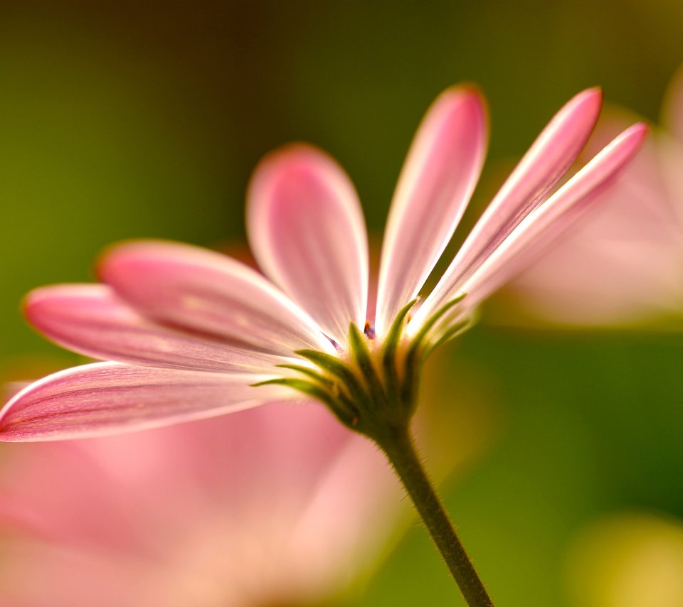 Обои цветы, макро, лепестки, размытость, розовые,  цветы, пинк, flowers, macro, petals, blur, pink разрешение 1920x1255 Загрузить