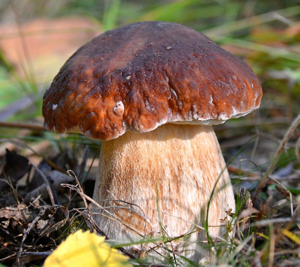 Обои макро, гриб, боровик, macro, mushroom, borovik разрешение 1920x1188 Загрузить