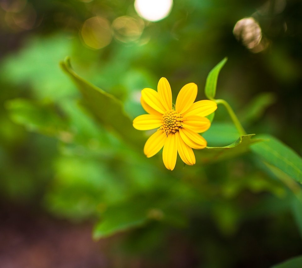 Обои желтый, цветок, фотограф, стебель, aaron woodall, yellow, flower, photographer, stem разрешение 1920x1280 Загрузить