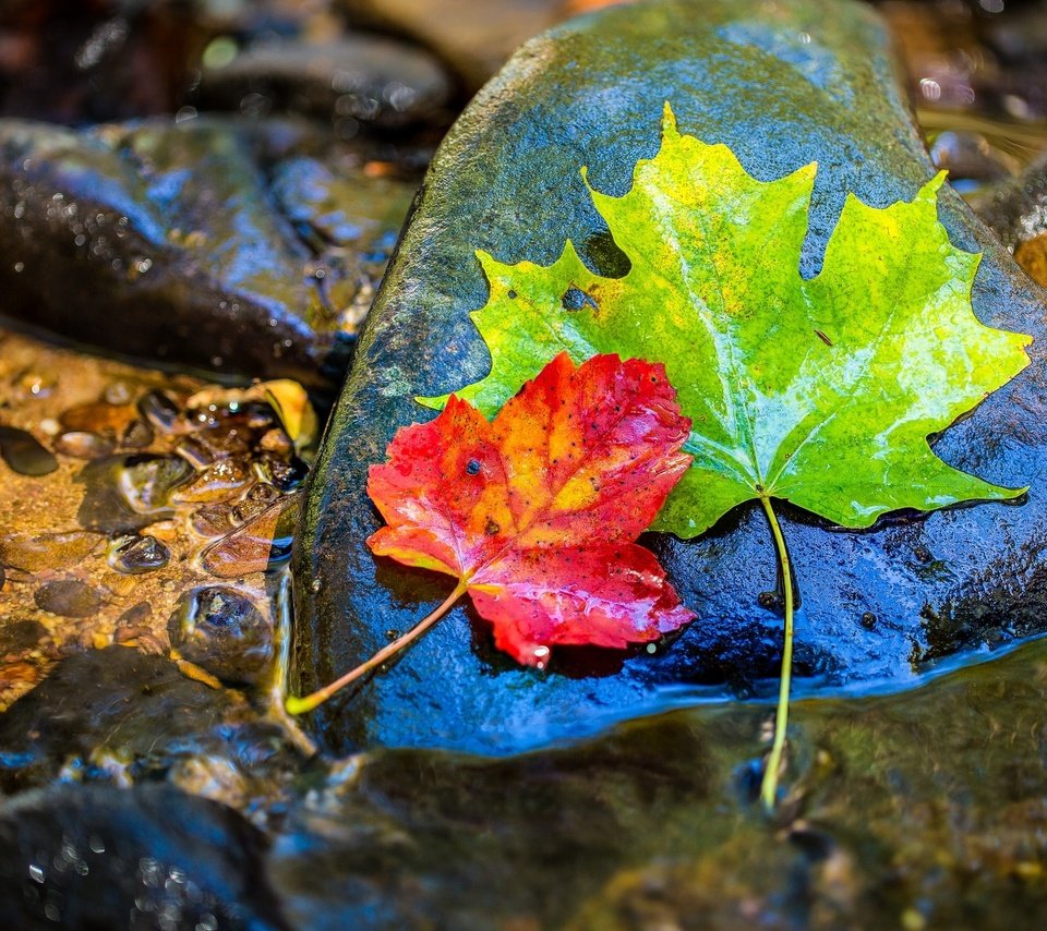 Обои вода, камни, листья, осень, клен, мокрый, water, stones, leaves, autumn, maple, wet разрешение 1954x1255 Загрузить