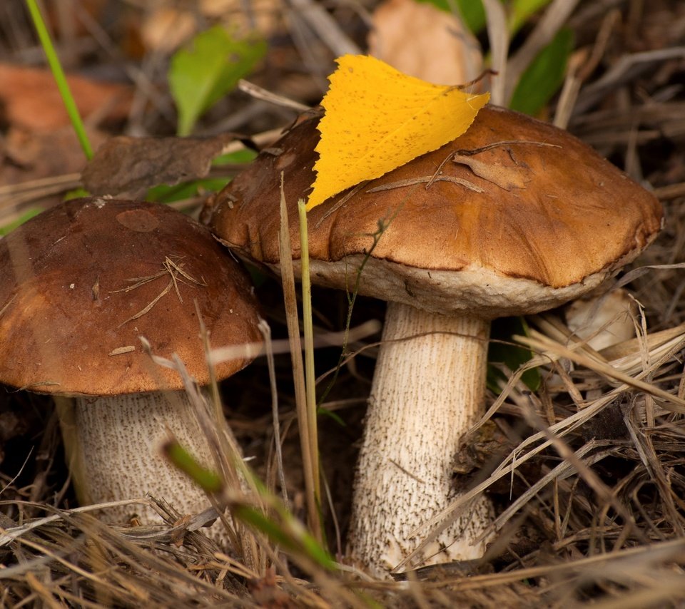 Обои осень, грибы, пара, подберезовик, подберезовики, autumn, mushrooms, pair, boletus, birch разрешение 2400x1594 Загрузить