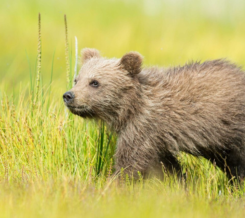 Обои трава, природа, медведь, медвежонок, бурый, grass, nature, bear, brown разрешение 2048x1363 Загрузить