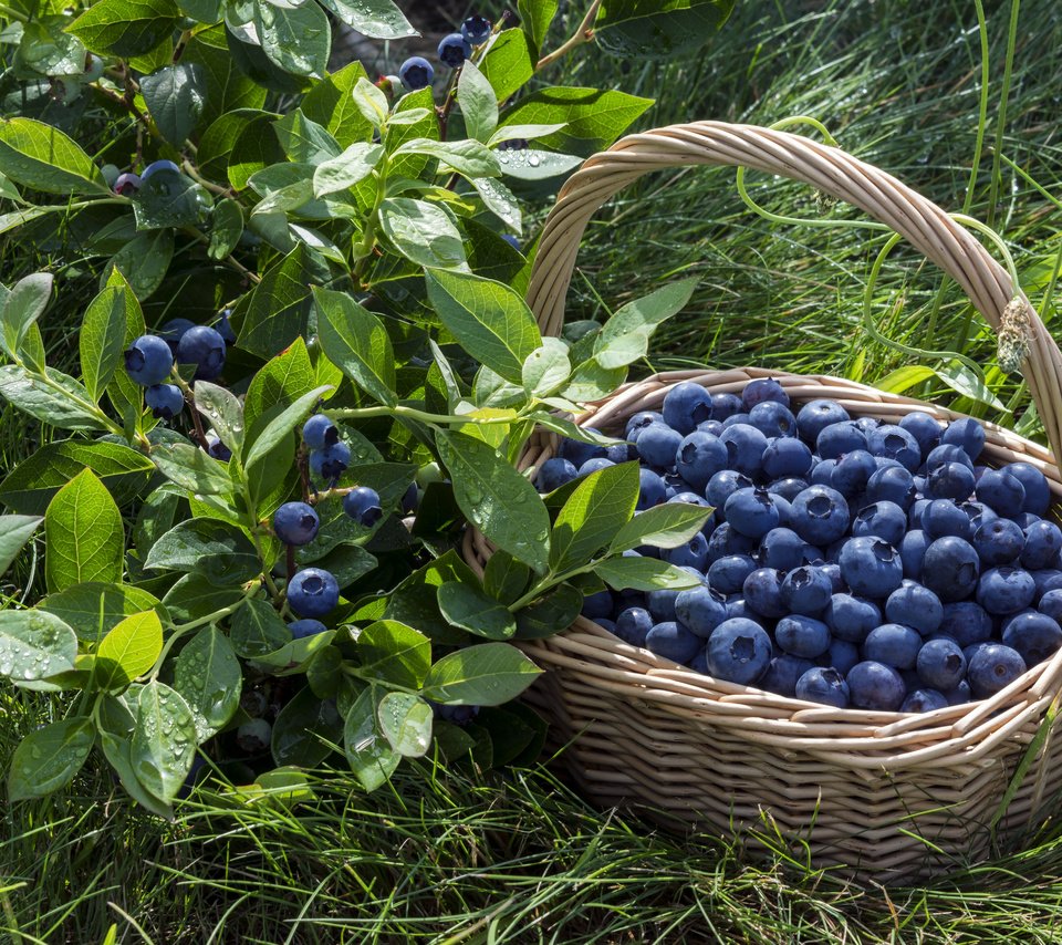 Обои корзина, ягоды, лесные ягоды, черника, парное, черничный, basket, berries, blueberries, fresh, blueberry разрешение 2880x1913 Загрузить
