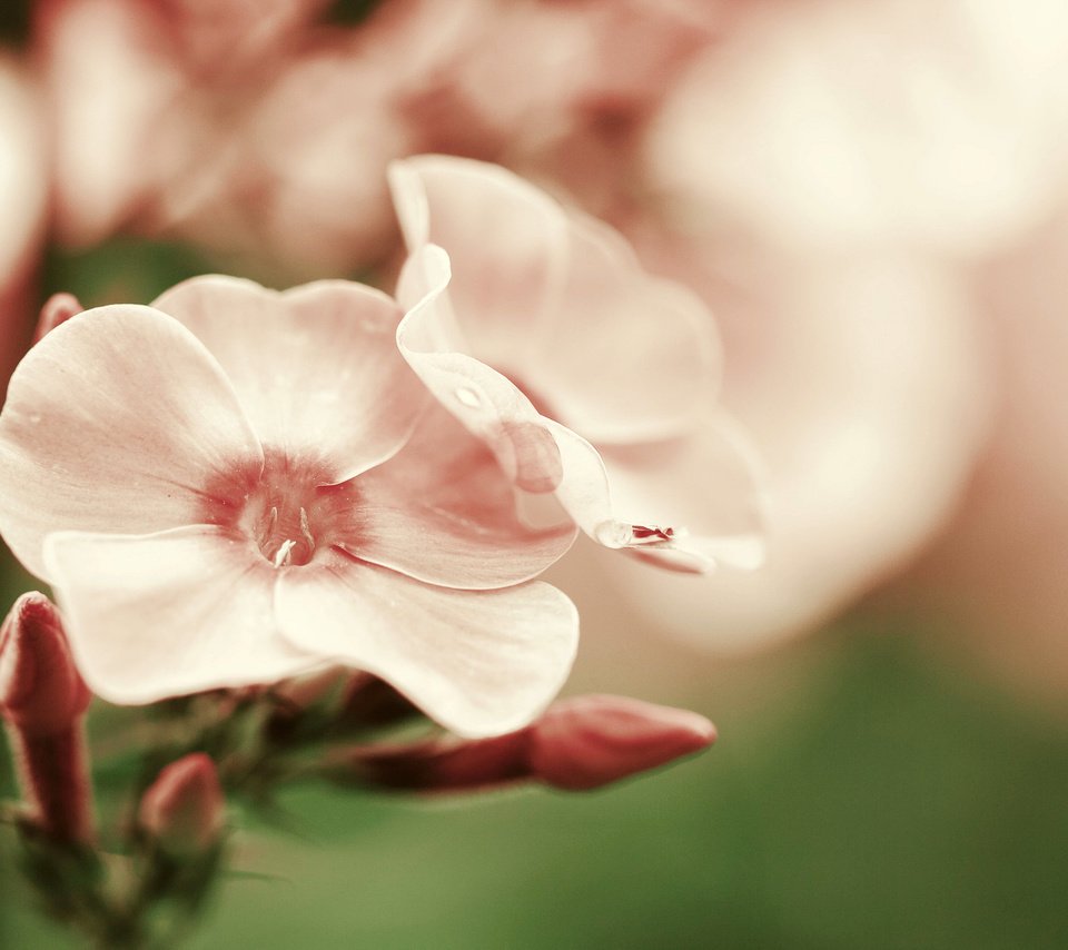 Обои цветок, лепестки, розовые, гортензия, flower, petals, pink, hydrangea разрешение 2048x1365 Загрузить