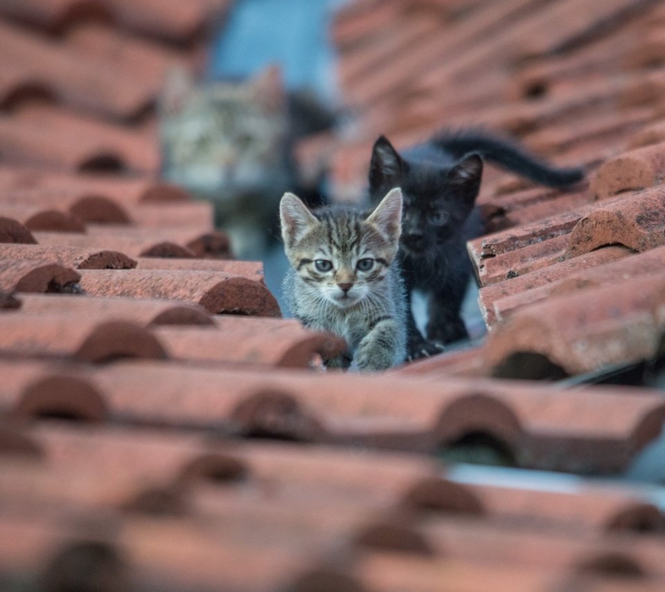 Обои глаза, взгляд, кошки, крыша, котята, eyes, look, cats, roof, kittens разрешение 1920x1200 Загрузить