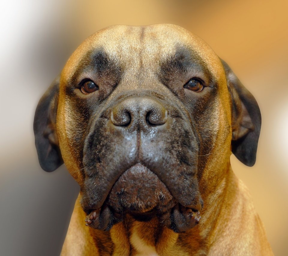 Обои портрет, собака, бульмастиф, portrait, dog, bullmastiff разрешение 2593x1729 Загрузить