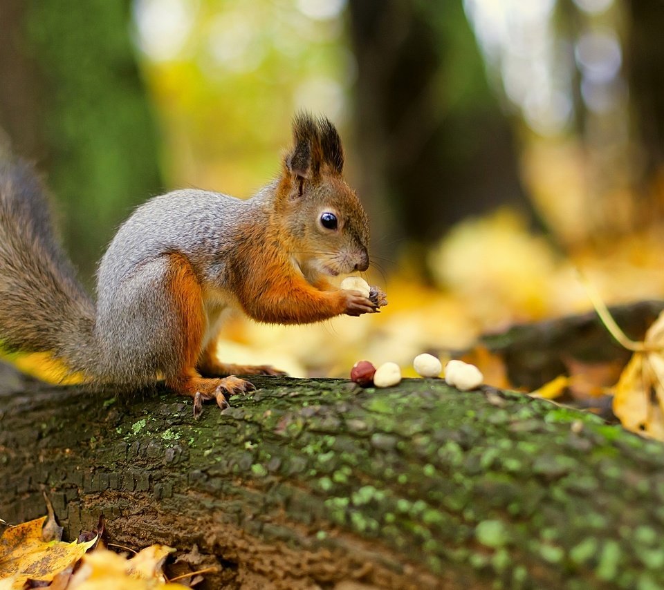 Обои лес, листья, орехи, белка, хвост, белочка, грызун, forest, leaves, nuts, protein, tail, squirrel, rodent разрешение 3000x1963 Загрузить