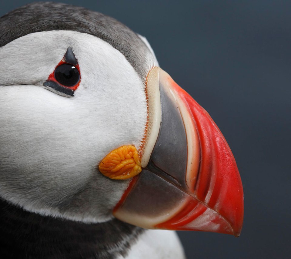 Обои морская, птица, клюв, атлантический тупик, sea, bird, beak, atlantic puffin разрешение 1920x1200 Загрузить