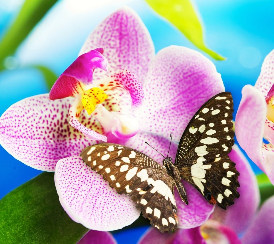 Обои насекомое, цветок, бабочка, орхидея, blossom, орхидею, insect, flower, butterfly, orchid разрешение 2832x2241 Загрузить